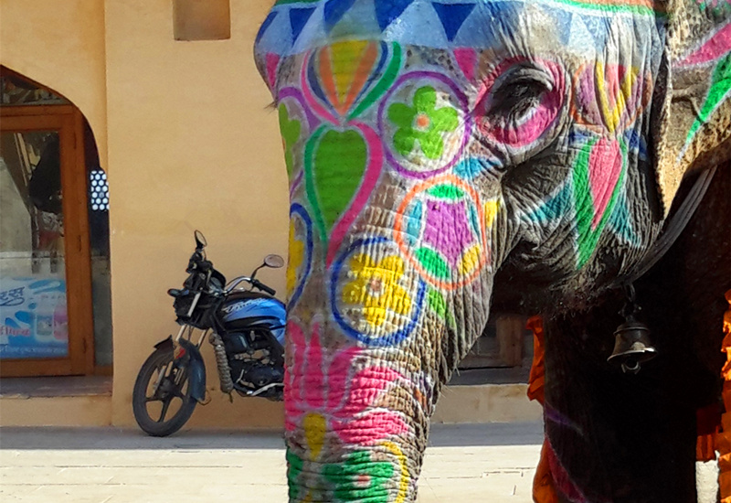 Elephant painting in India