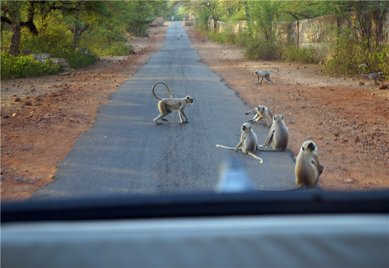Monkeys in Ranthambore National Park in Rajasthan in northern India