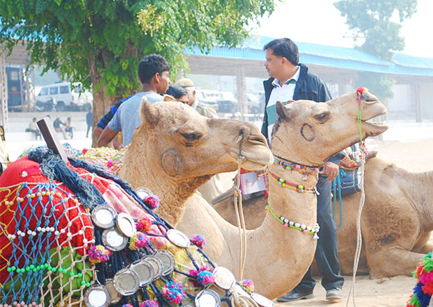 Pushkar Camel Fair in India