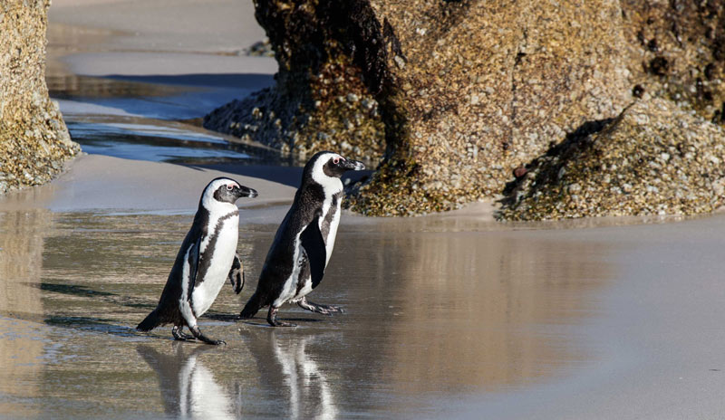 African penguins in the beach