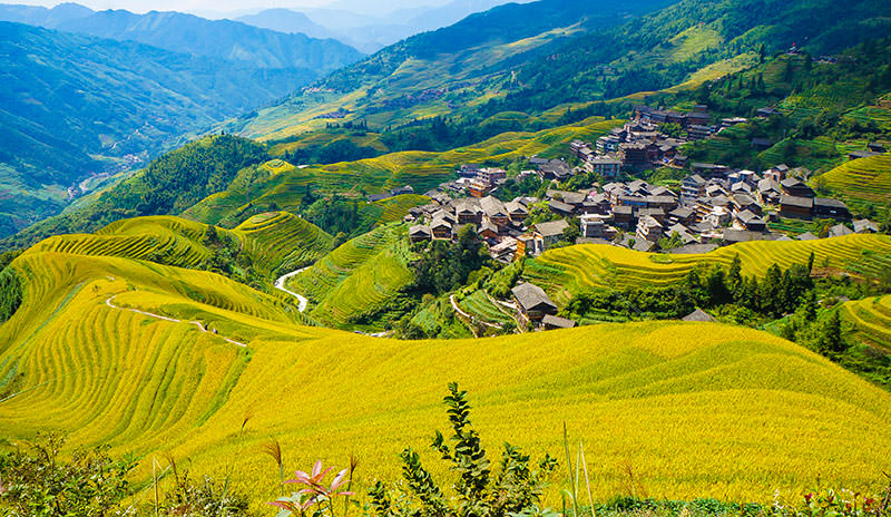 Longji Rice Terraces in Autumn