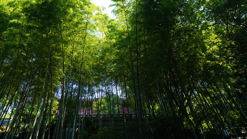 Bamboo Forest Around the Lingyin Temple