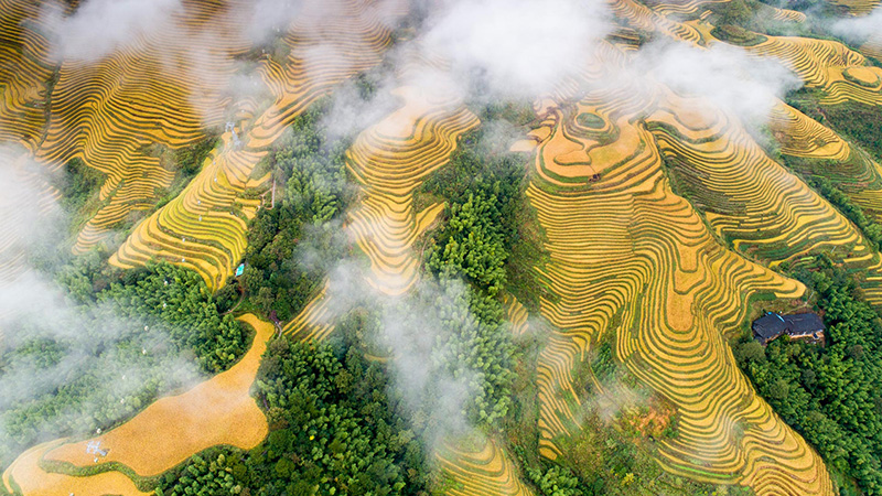 The Longji Rice Terraces