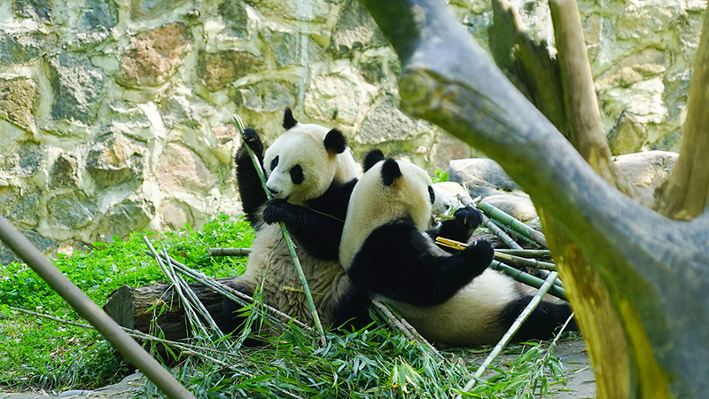 Giant Pandas in Chengdu
