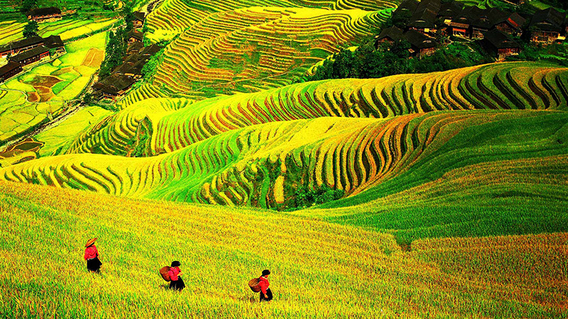 Longji Rice Terraces in Autumn