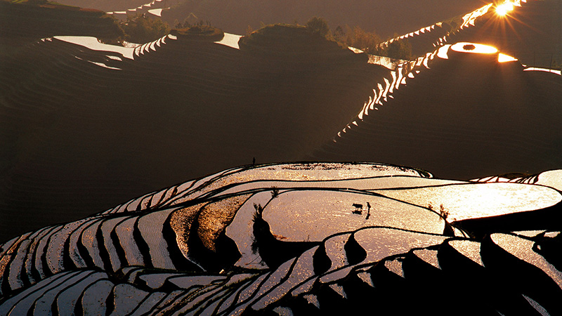 Longji Rice Terraces in Spring