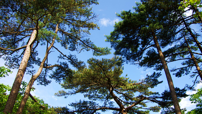 Vibrant Greenland in Huangshan