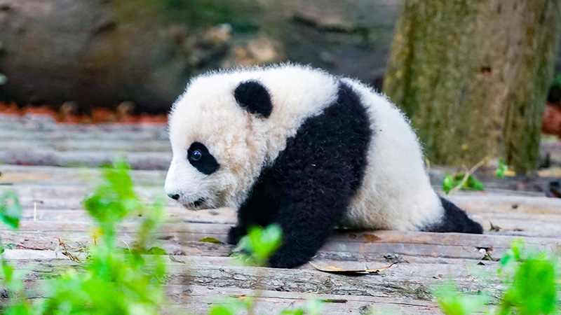 Baby Panda in Chengdu