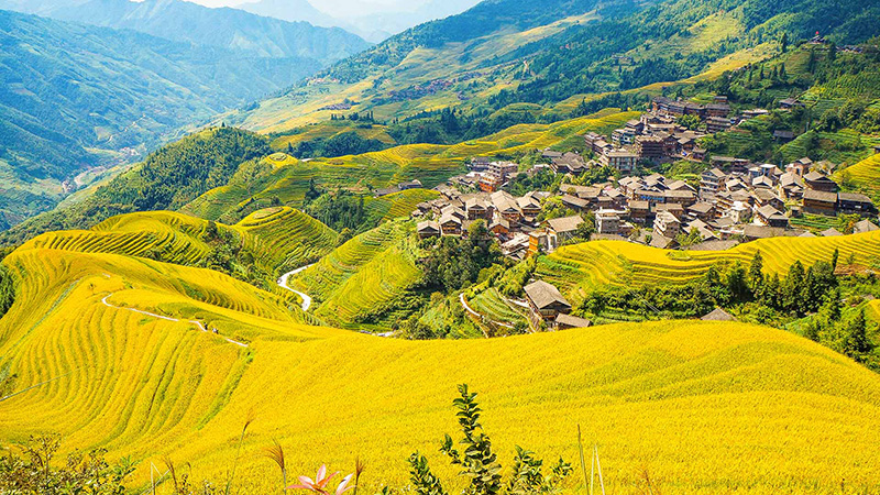 Autumn View of Longji Rice Terrace, Guilin