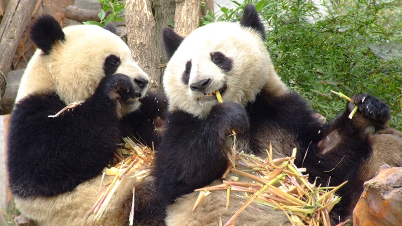 Pandas are eating broken bamboos