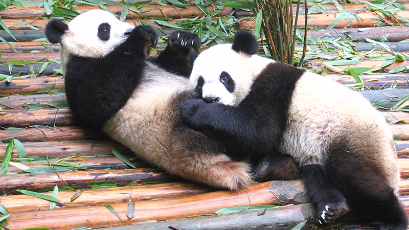 Young pandas are having fun