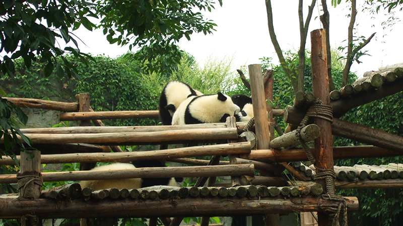 Pandas are sleeping on the roof of a wooden house