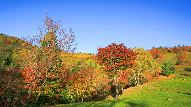 The trees and clear sky in autumn in China