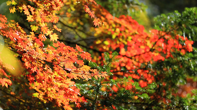 Fall foliage in China