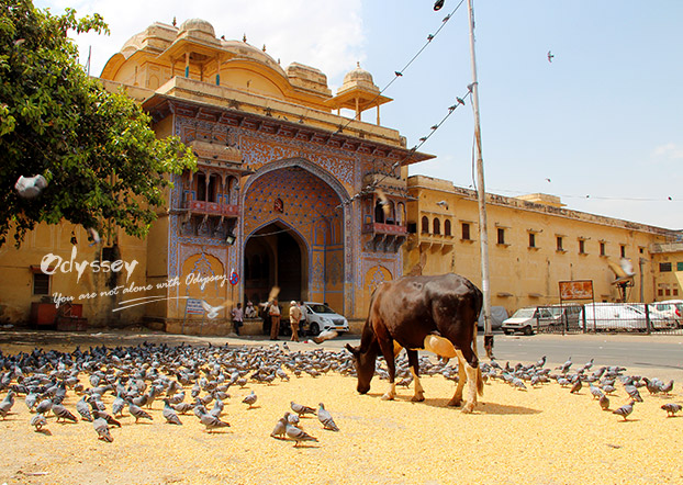 Jaipur the Pink City