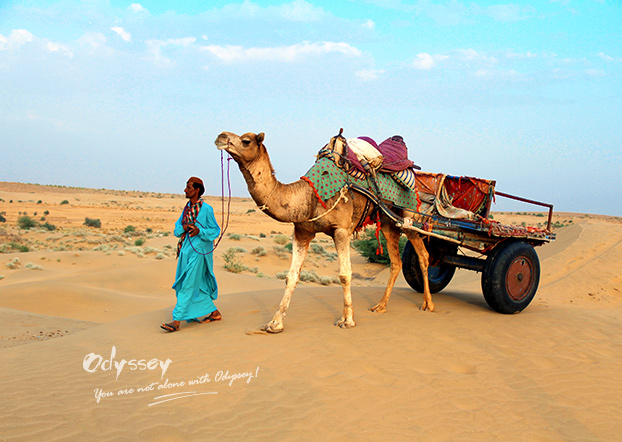 The companionship between locals and camels