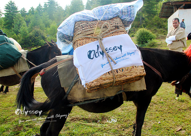 a horse got loaded with trekking goods