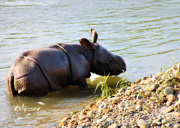 One-horned rhino in Chitwan National Park