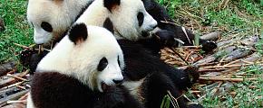 Research Base of Giant Panda Breeding