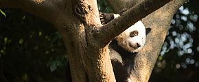 Chengdu FAQs - Useful Travel Tips of Chengdu 
