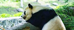 Giant pandas in Chengdu