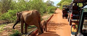 Wildlife Spotting