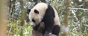 Panda, Chengdu