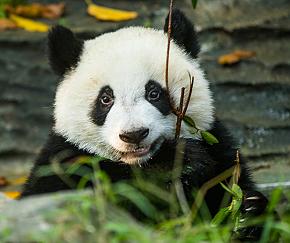 Chengdu