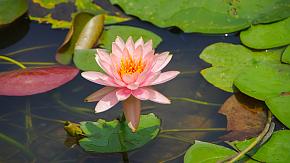 Interested in a Chinese garden