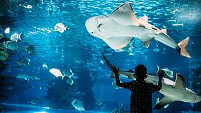 Hong Kong Ocean Park