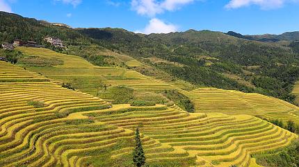 Longji Rice Terraces, Guilin