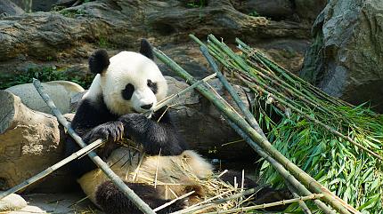 Chengdu Research Base of Giant Panda Breeding