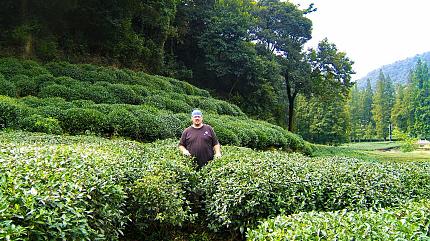 Dragon Well Tea Plantation, Hangzhou