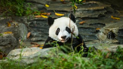 Giant Panda Breeding Center, Chengdu