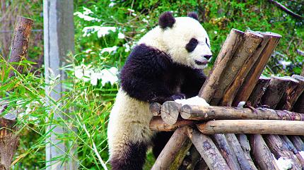 Wolong National Nature Reserve's Panda