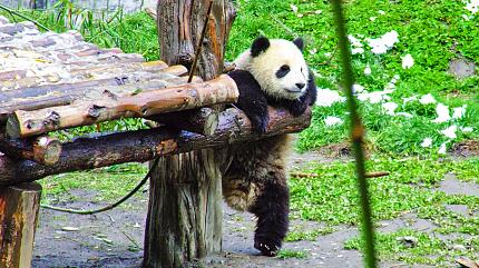 Wolong National Nature Reserve's Panda