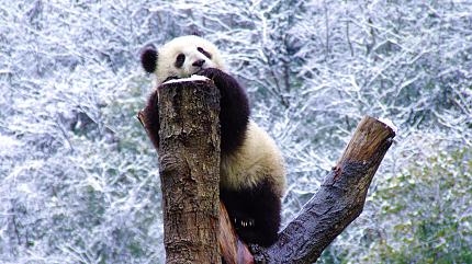Wolong National Nature Reserve's Panda