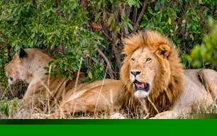A Lion on Serengeti, Tanzania