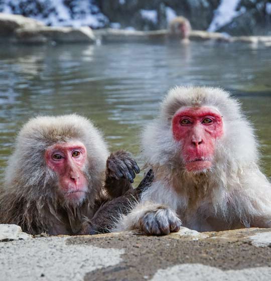 Snow Monkeys in Japan