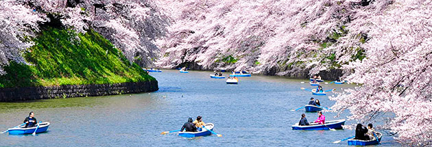 Sakura in Sumida River, Tokyo