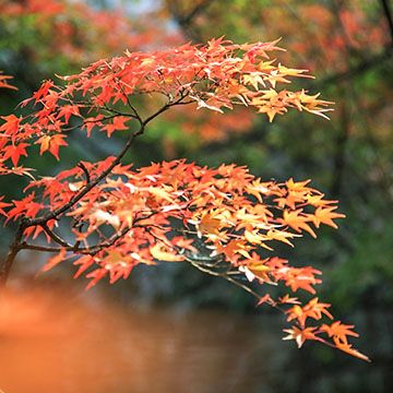 Autumn Leaves in Kyoto