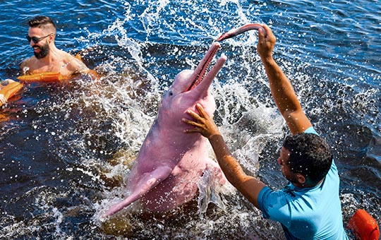 Pink Dolphins in Peru's Amazon