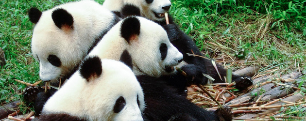 Giant Panda Breeding Base