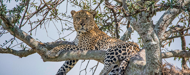 Leopard rest on the tree