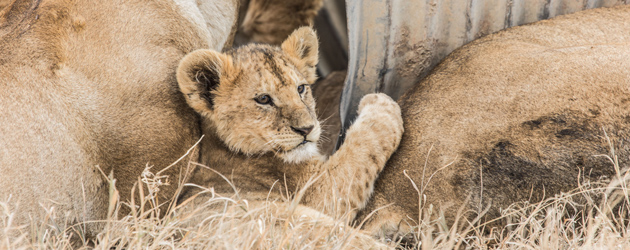 Lion Cub
