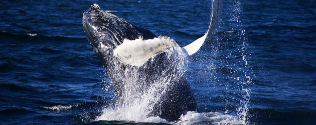 Whale Watching in Bohol