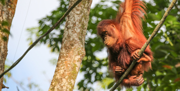 Maroon Langur in Borneo, Malaysia