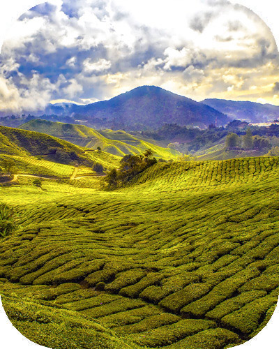 Cameron Highlands’ Tea Plantation