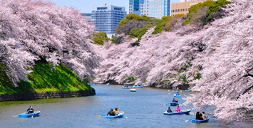 Sakura Season in Tokyo