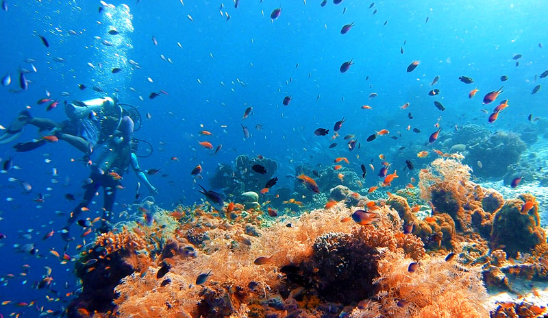 Scuba diving in Cebu